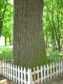 Старый дуб в парке в В.Бобрике